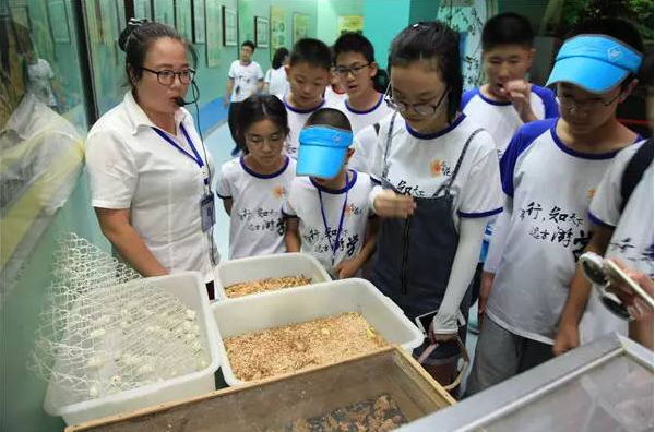 同学们正在观看活体昆虫